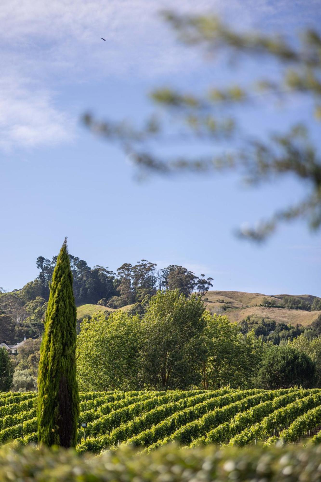 305 In The Vines Vila Havelock North Exterior foto